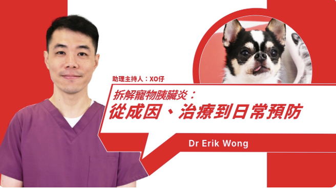 A Complete Guide to Pet Pancreatitis: Causes, Symptoms, and Prevention